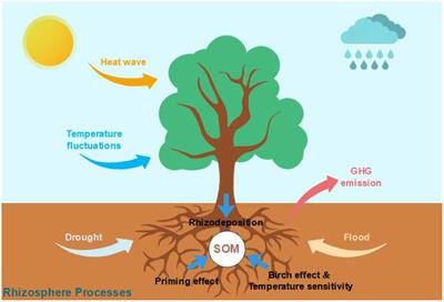 Editorial: Rhizosphere interactions on soil carbon cycle under stress environments